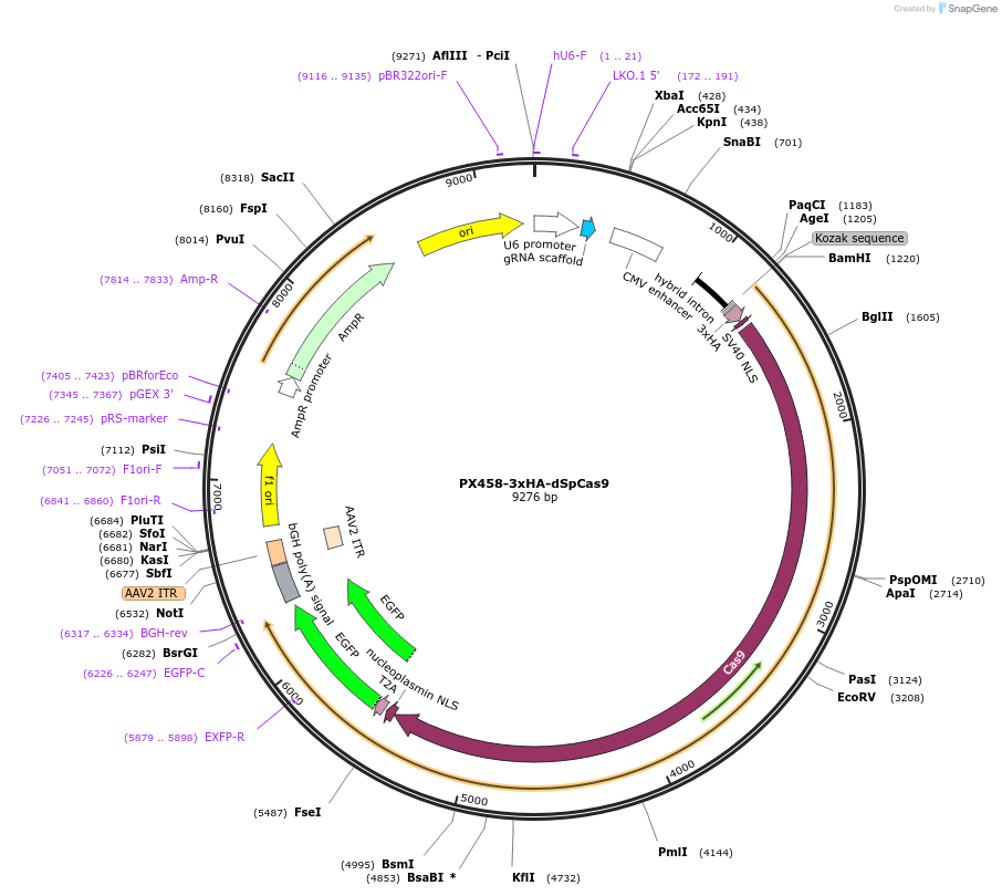 201953-plasmid-map-sequence-id-405307