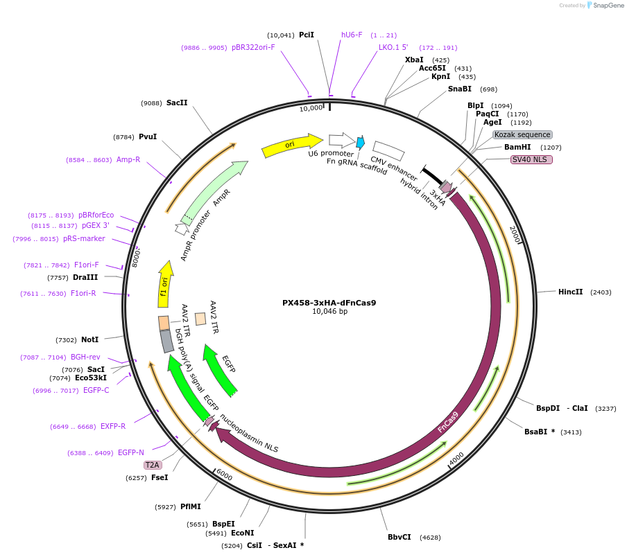 201954-plasmid-map-sequence-id-405308