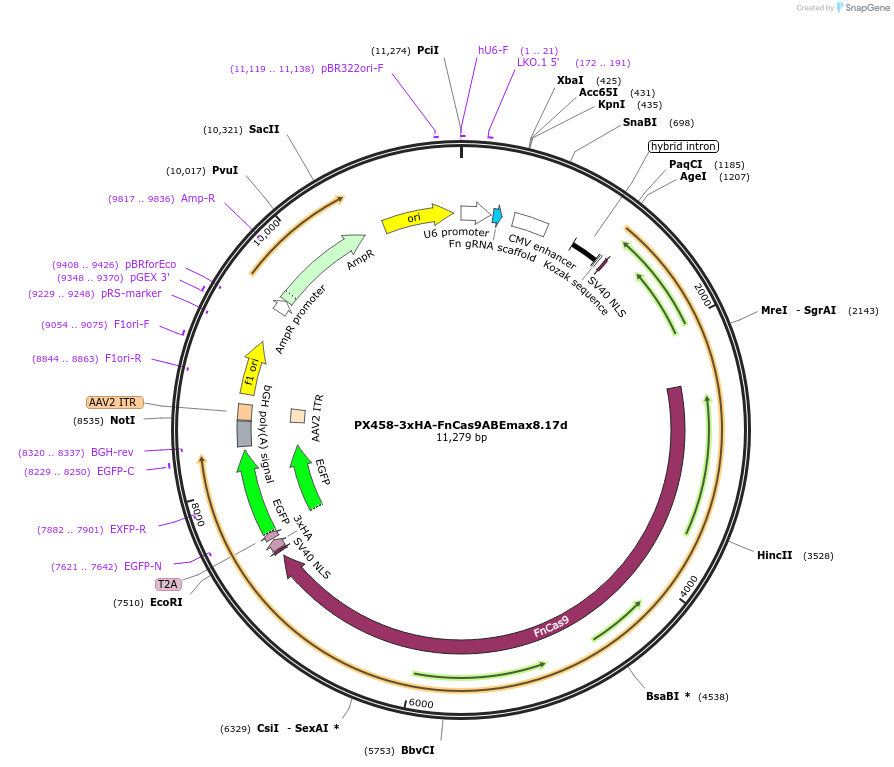 201955-plasmid-map-sequence-id-405309