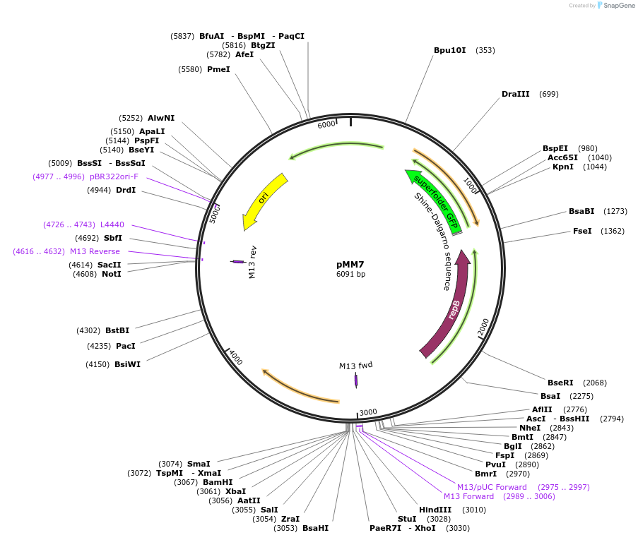201213-plasmid-map-sequence-id-405310