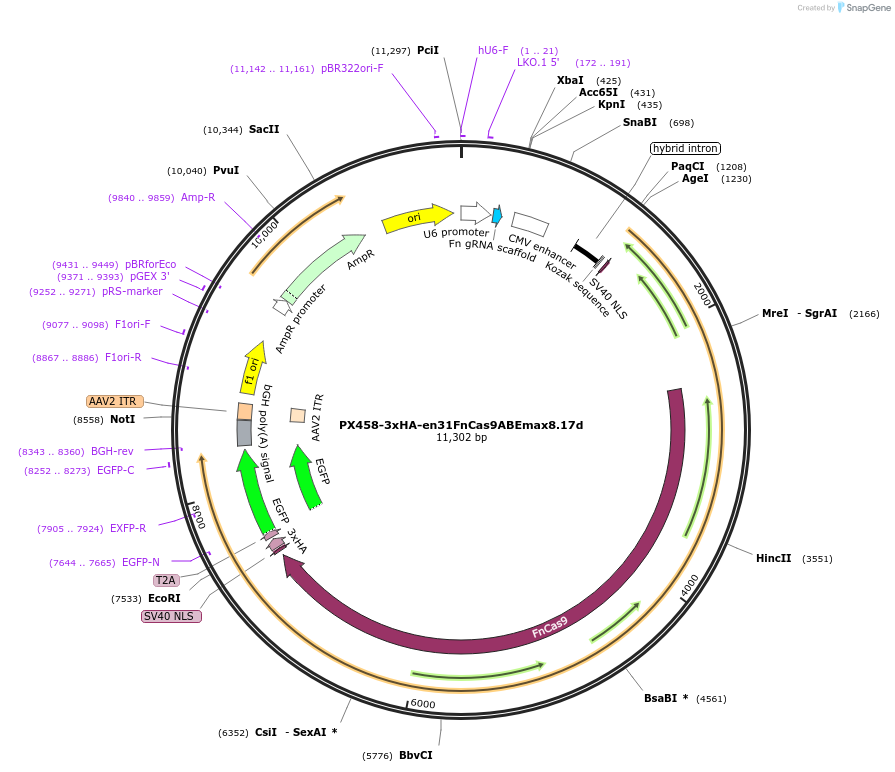 201956-plasmid-map-sequence-id-405311