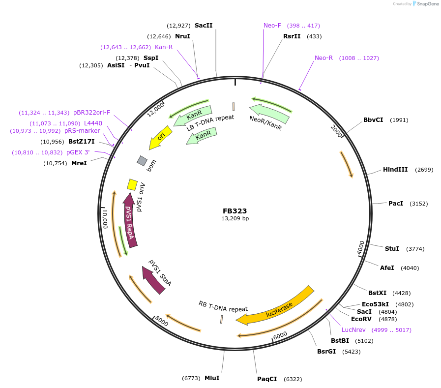 203570-plasmid-map-sequence-id-405312