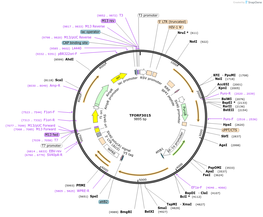144491-plasmid-map-sequence-id-405320