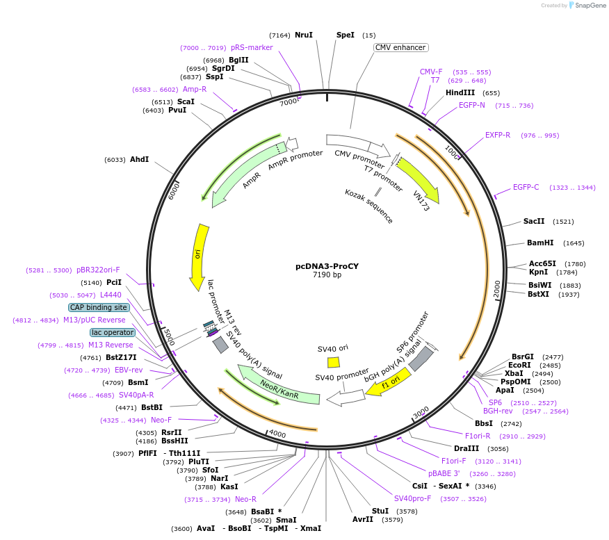 83288-plasmid-map-sequence-id-405321