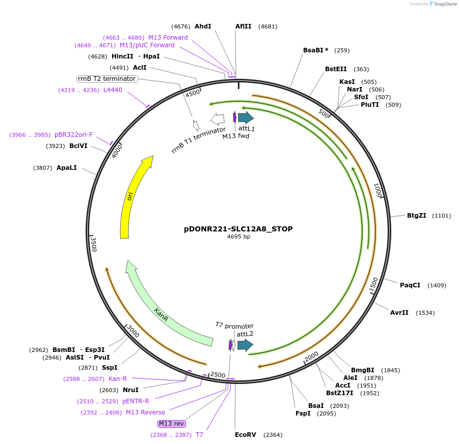 161051-plasmid-map-sequence-id-405322