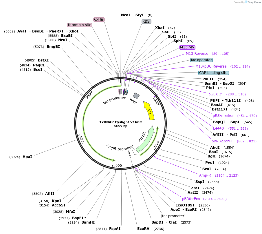 205079-plasmid-map-sequence-id-405325