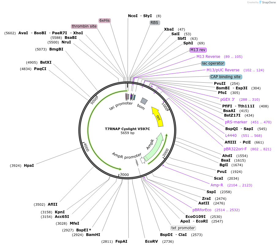 205080-plasmid-map-sequence-id-405327