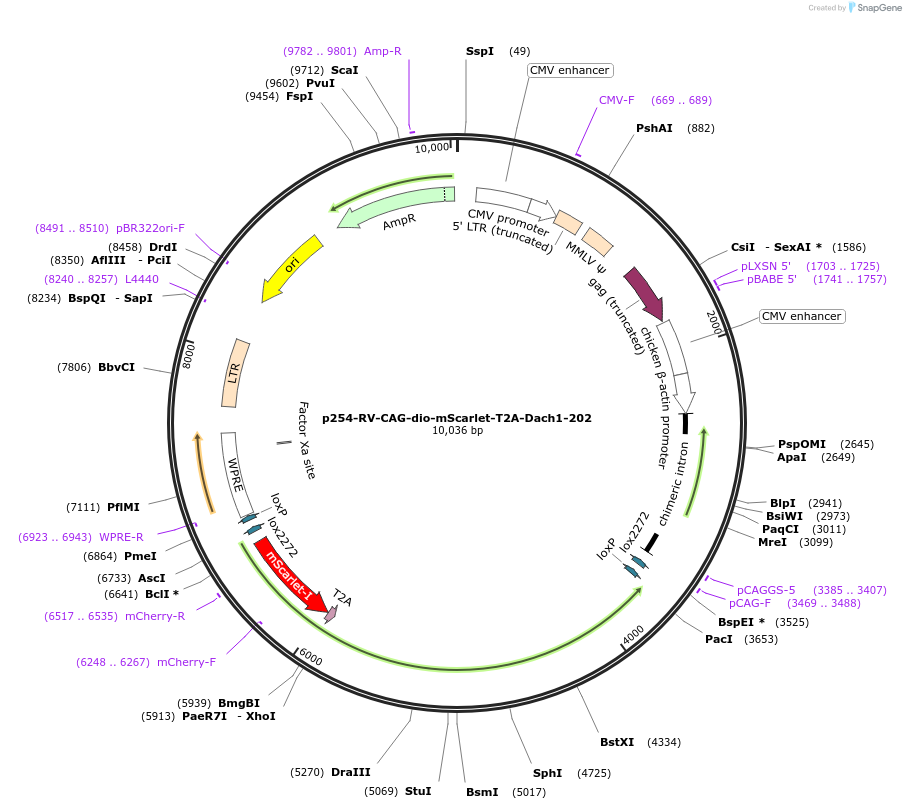 204742-plasmid-map-sequence-id-405330