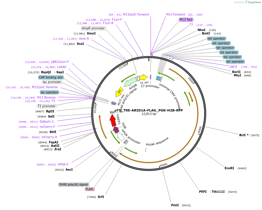 203965-plasmid-map-sequence-id-405332