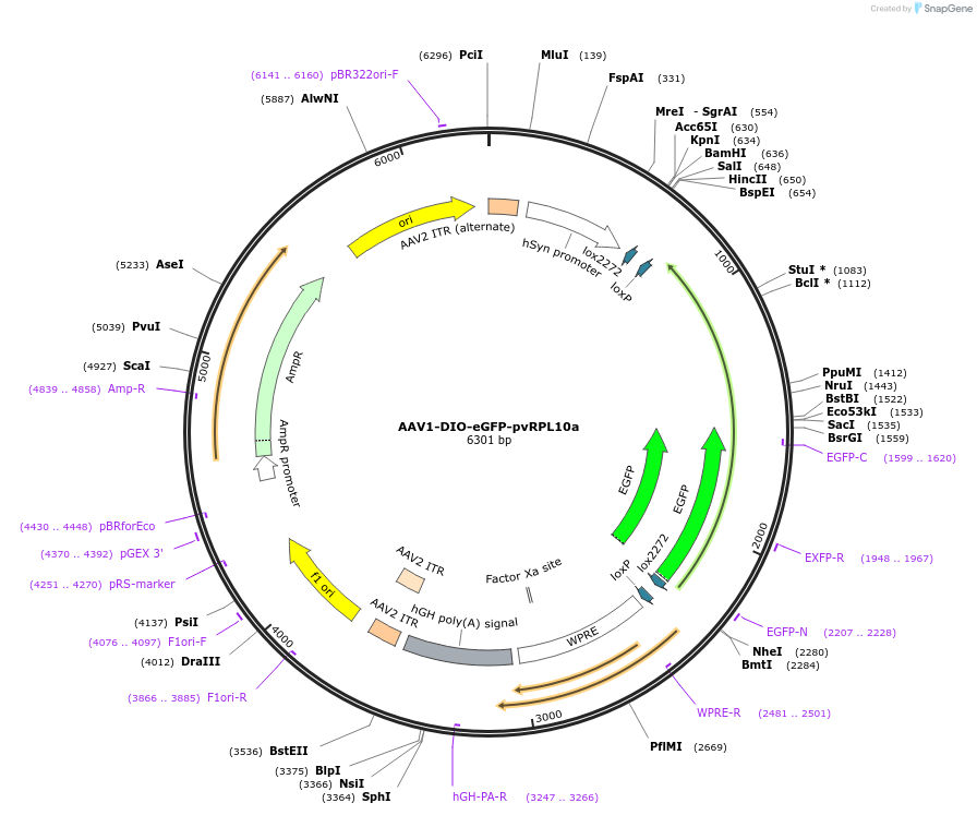202542-plasmid-map-sequence-id-405350