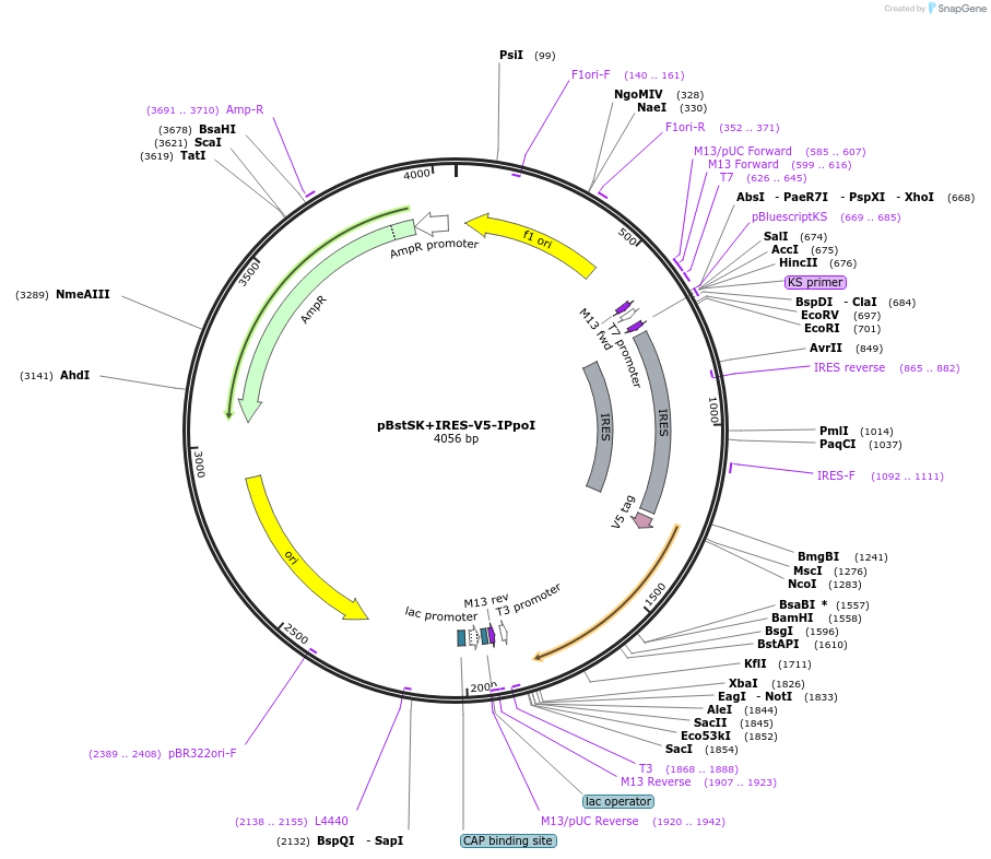 206321-plasmid-map-sequence-id-405351