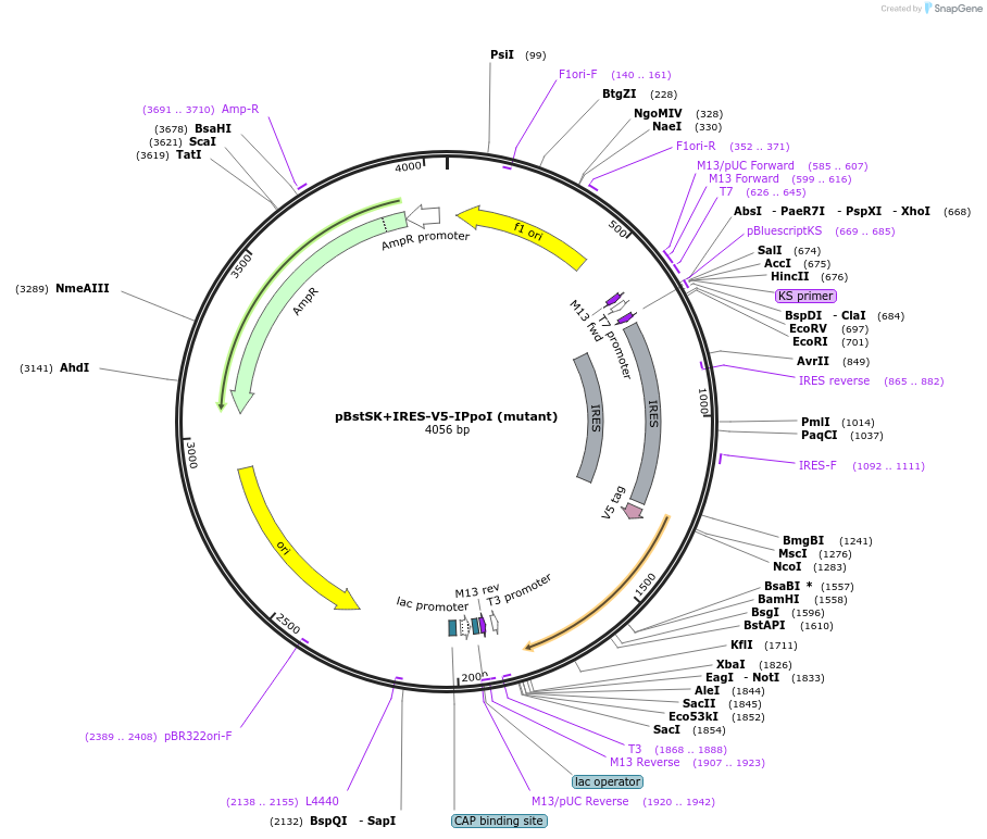 206322-plasmid-map-sequence-id-405352