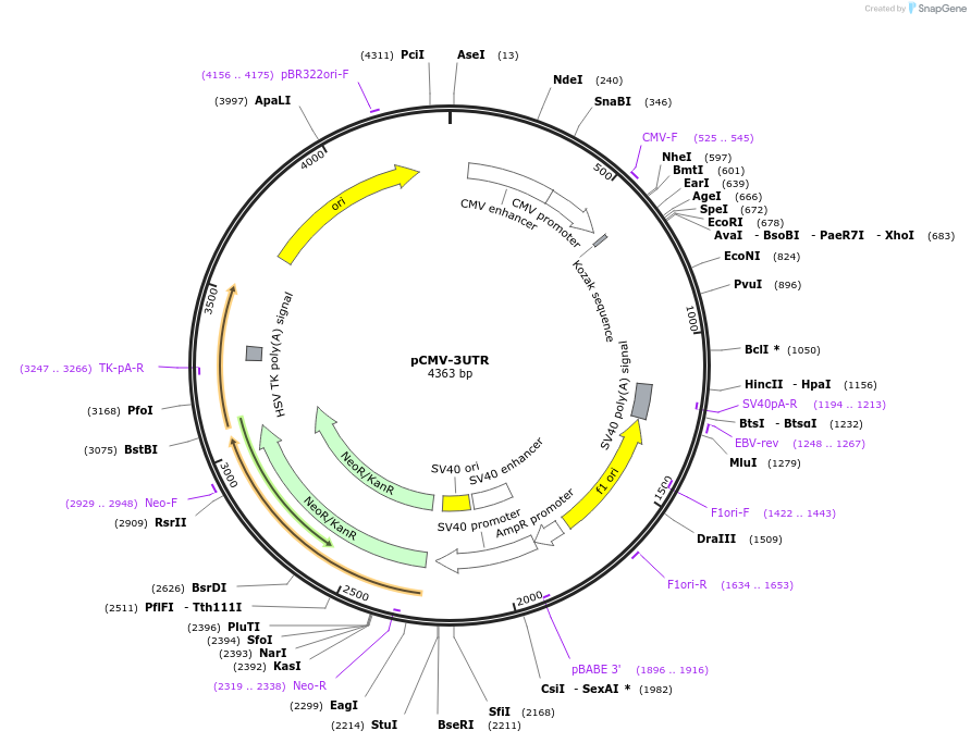 202550-plasmid-map-sequence-id-405353