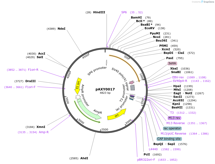 205586-plasmid-map-sequence-id-405374