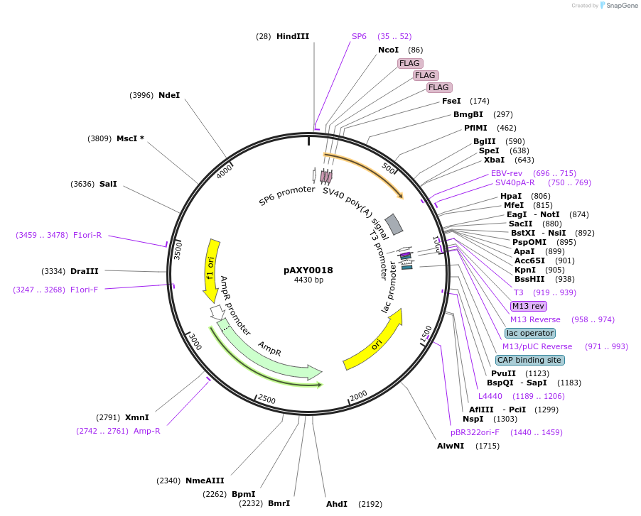 205587-plasmid-map-sequence-id-405375