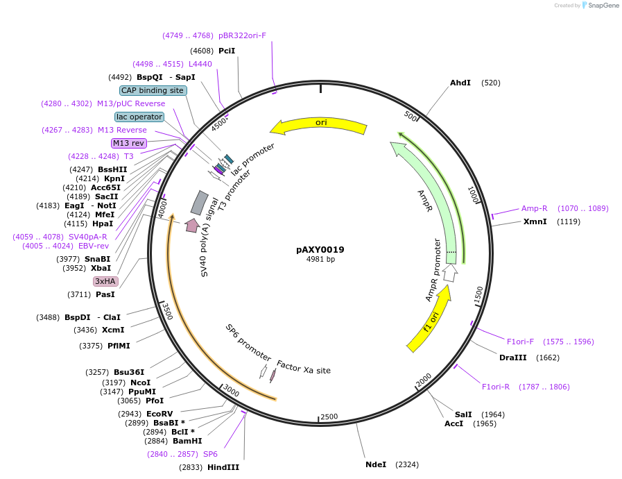 205992-plasmid-map-sequence-id-405376