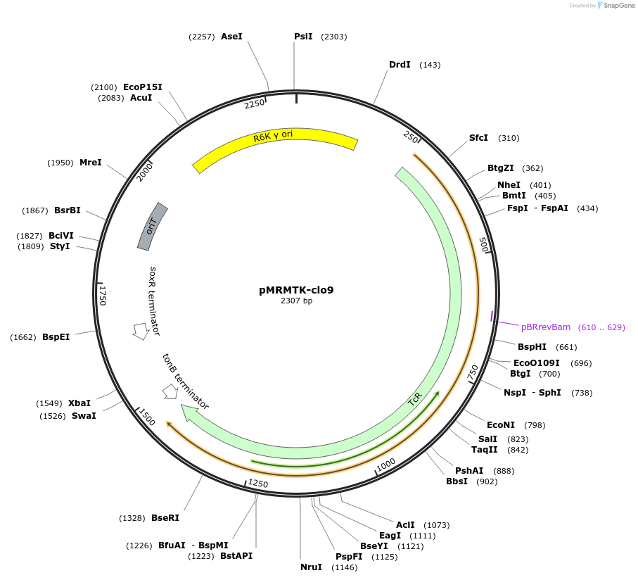 203960-plasmid-map-sequence-id-405379