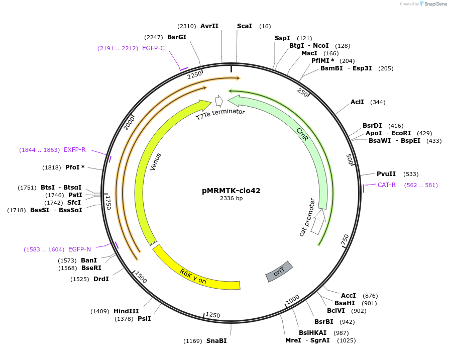 204017-plasmid-map-sequence-id-405380