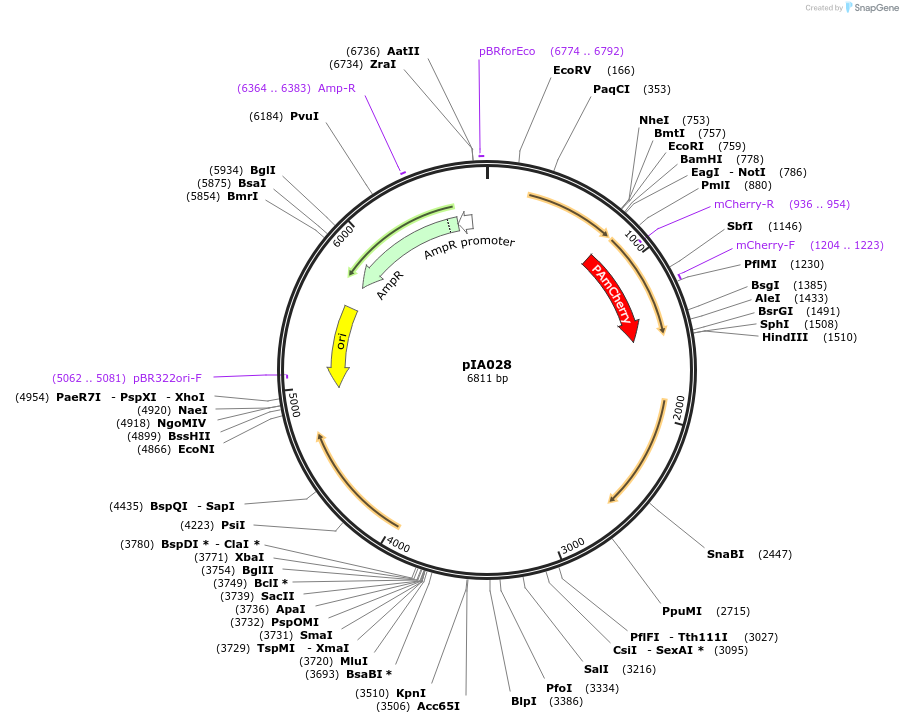200419-plasmid-map-sequence-id-405382