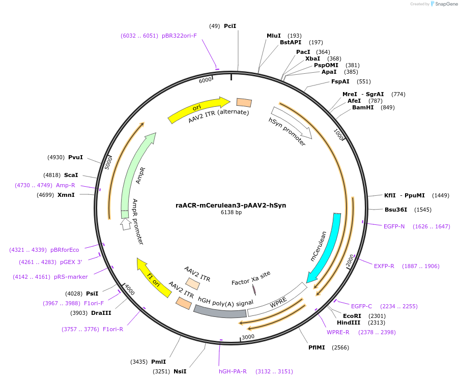 204966-plasmid-map-sequence-id-405383
