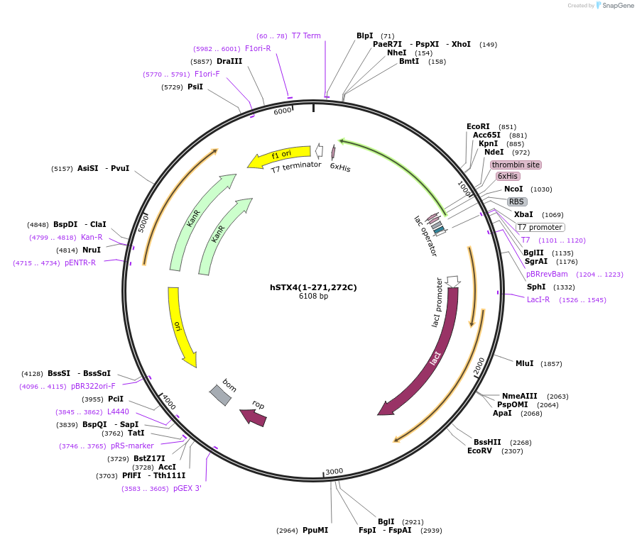206031-plasmid-map-sequence-id-405387
