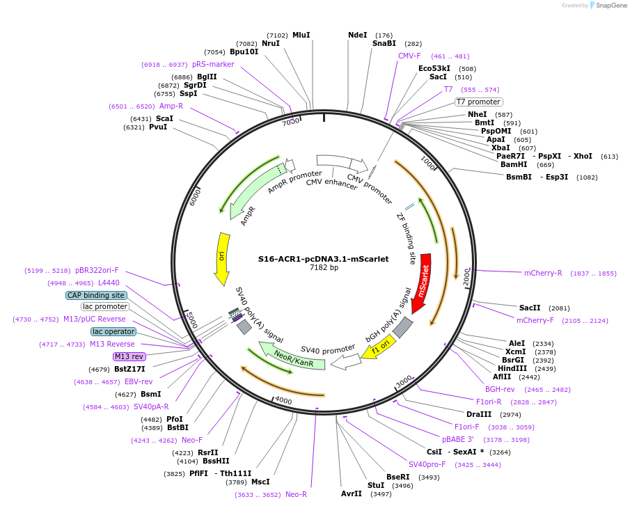 204963-plasmid-map-sequence-id-405391