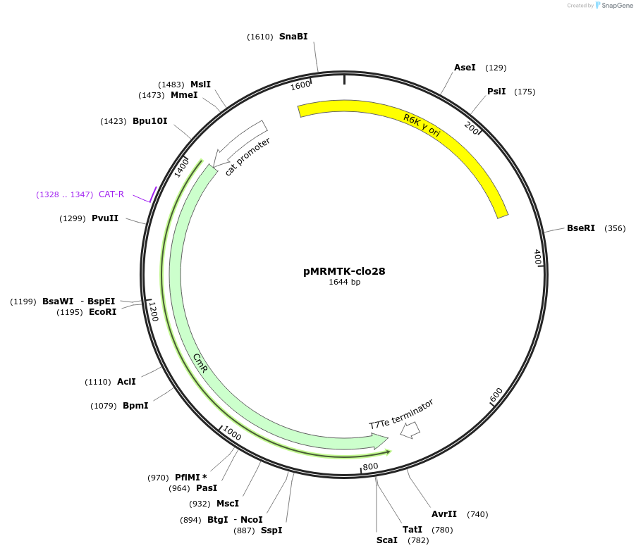 204002-plasmid-map-sequence-id-405393