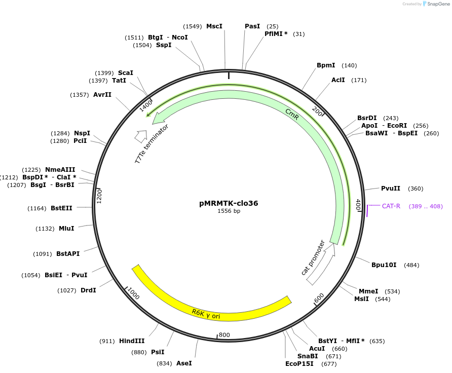 204010-plasmid-map-sequence-id-405395