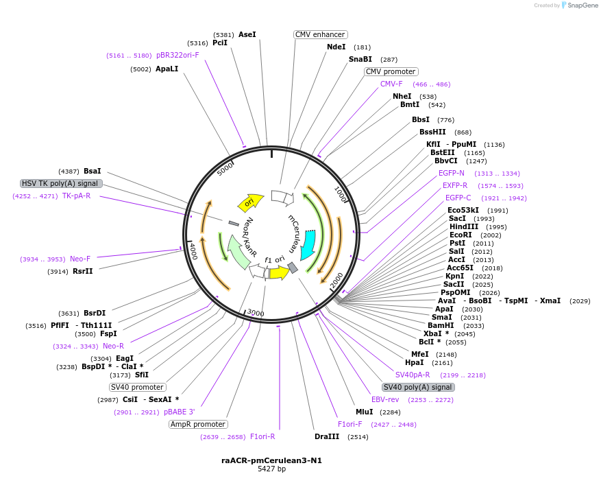 204959-plasmid-map-sequence-id-405398