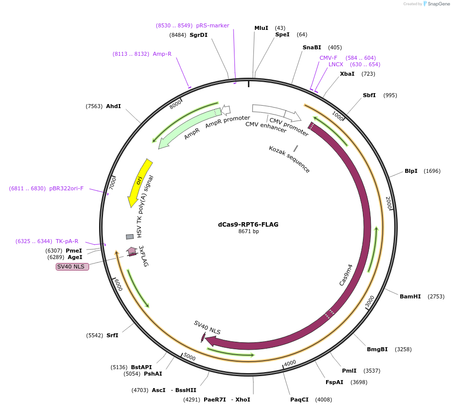 205416-plasmid-map-sequence-id-405405