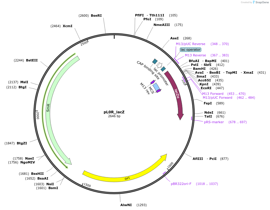 202095-plasmid-map-sequence-id-405413