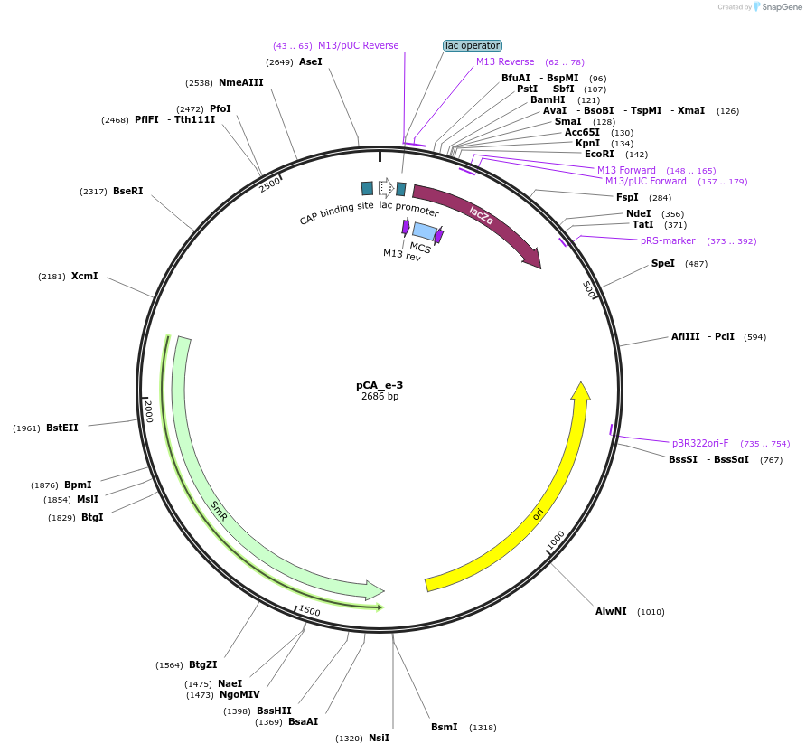 202098-plasmid-map-sequence-id-405417