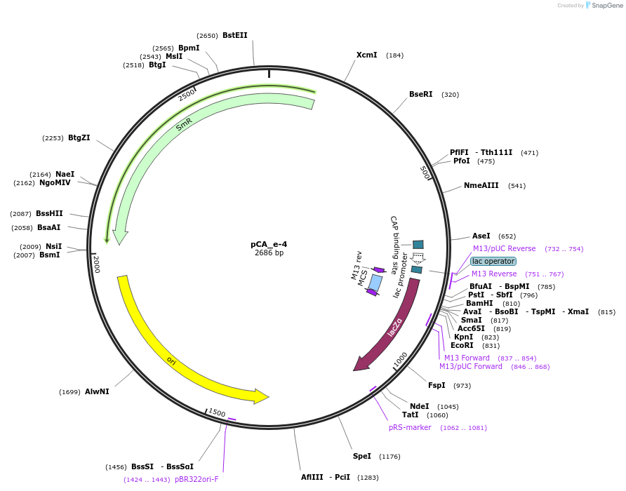 202099-plasmid-map-sequence-id-405418