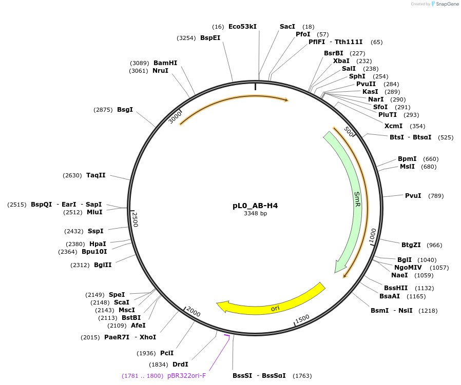 202100-plasmid-map-sequence-id-405419