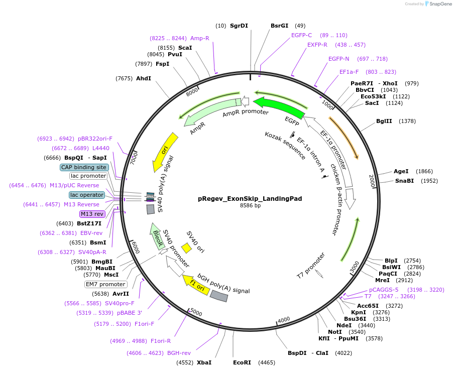 204186-plasmid-map-sequence-id-405421