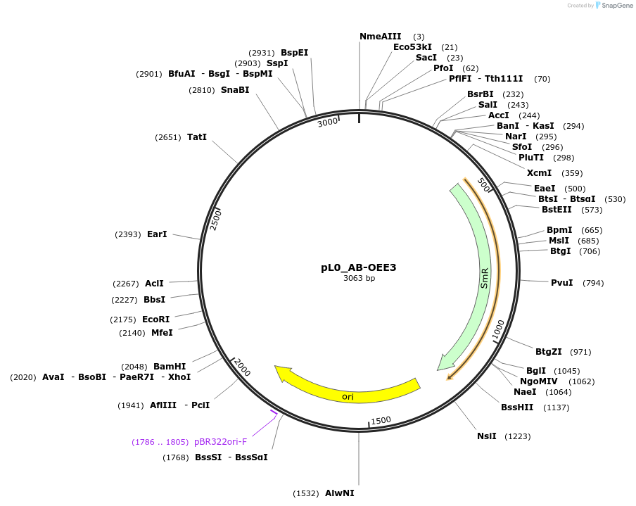 202103-plasmid-map-sequence-id-405423