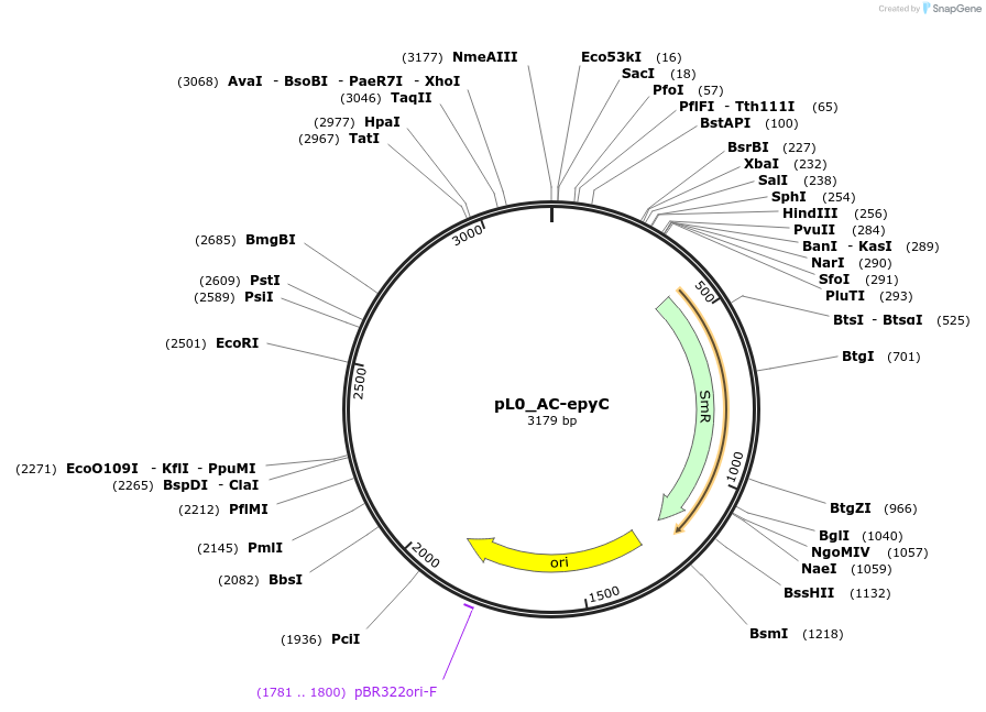 202104-plasmid-map-sequence-id-405424