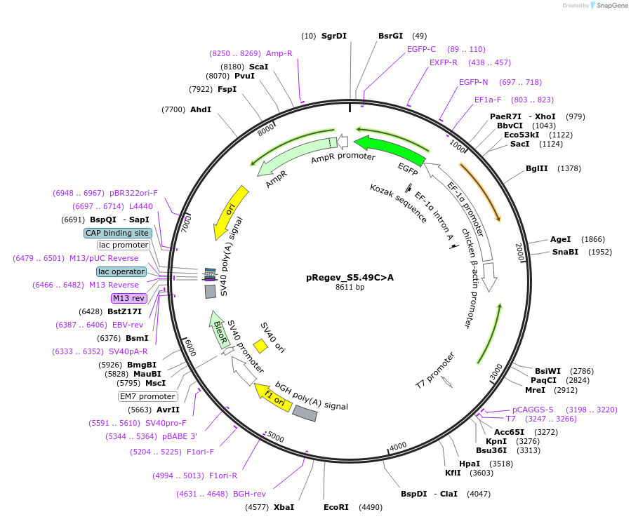 204175-plasmid-map-sequence-id-405426