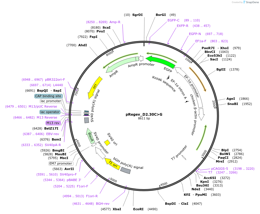204181-plasmid-map-sequence-id-405427