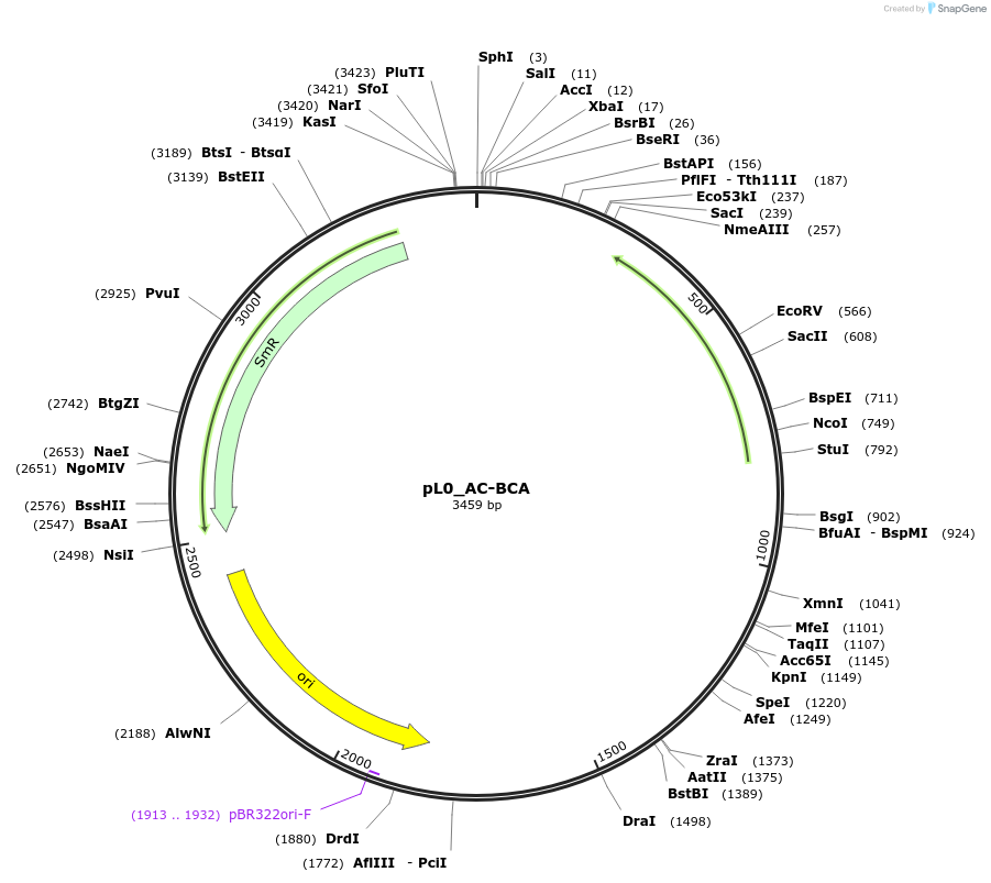 202105-plasmid-map-sequence-id-405428