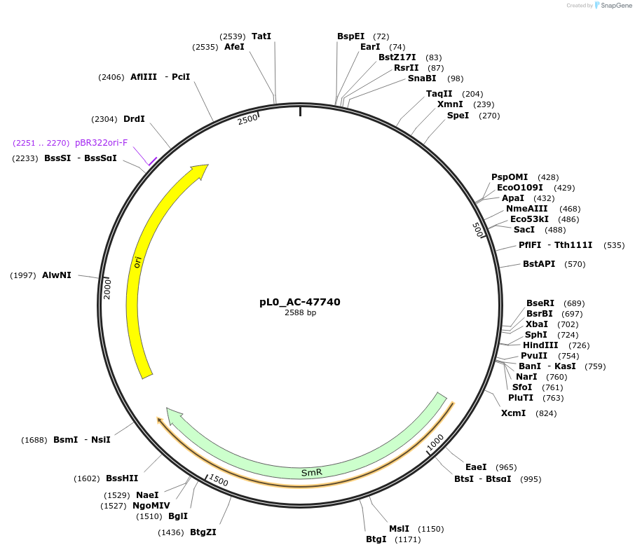 202106-plasmid-map-sequence-id-405429