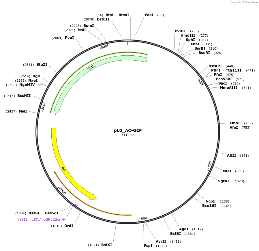 202107-plasmid-map-sequence-id-405430