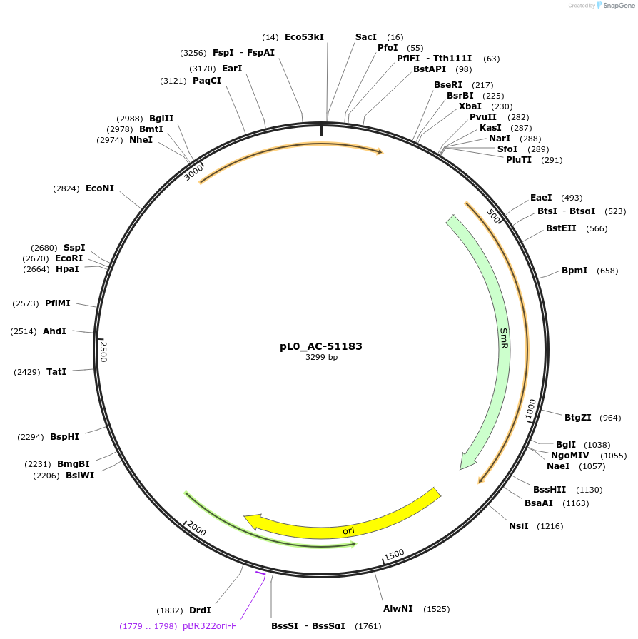 202108-plasmid-map-sequence-id-405432