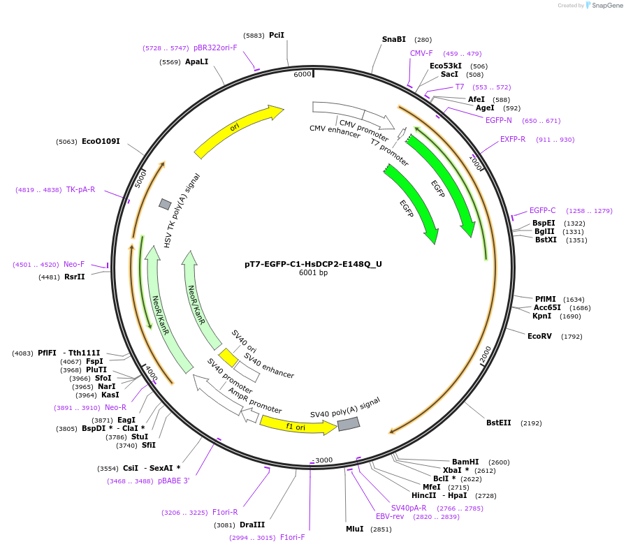 147650-plasmid-map-sequence-id-405437
