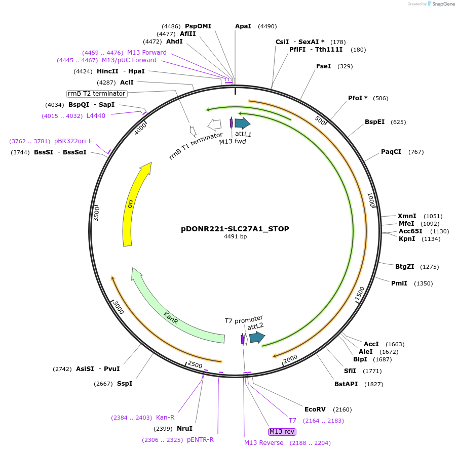 161294-plasmid-map-sequence-id-405442