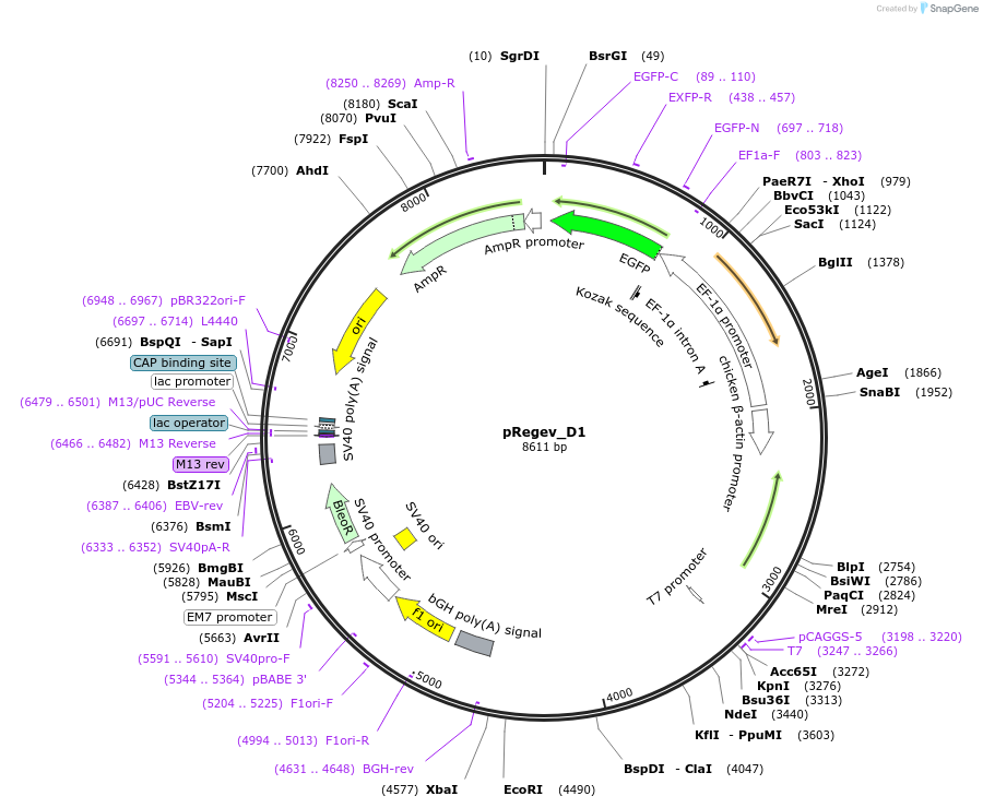 204178-plasmid-map-sequence-id-405445