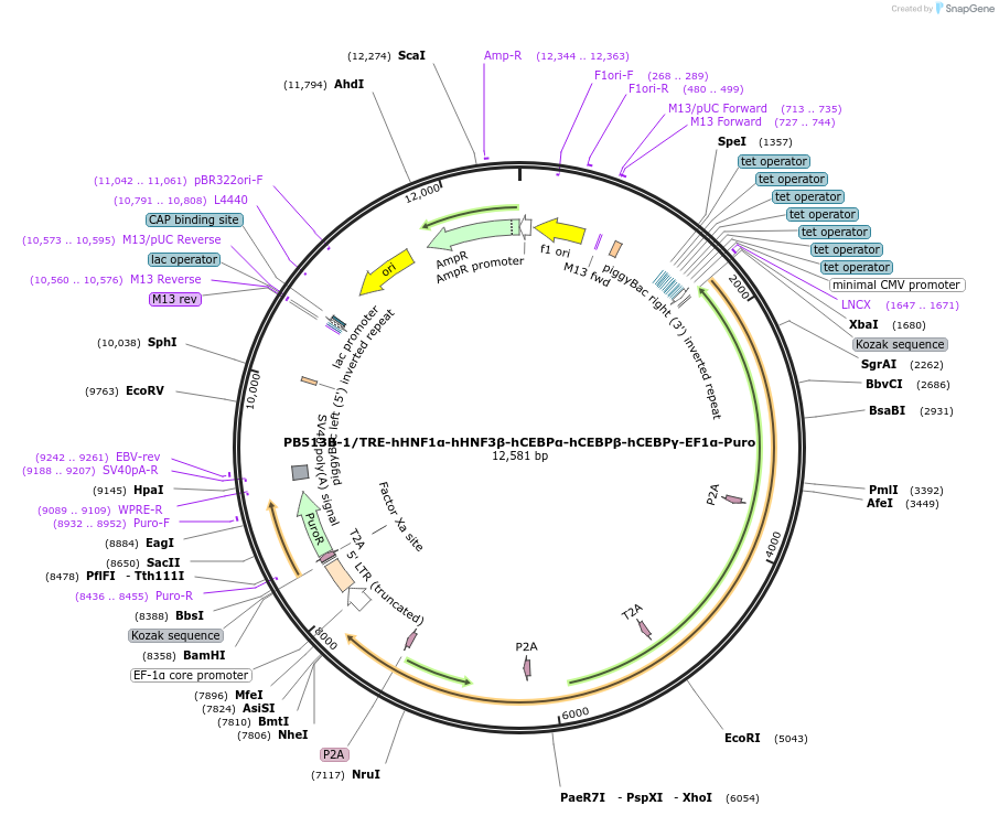 199550-plasmid-map-sequence-id-405449