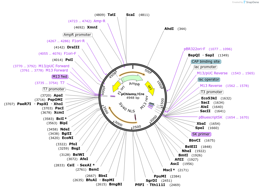 205440-plasmid-map-sequence-id-405453