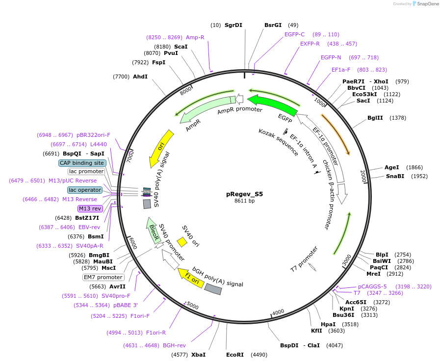 204174-plasmid-map-sequence-id-405454