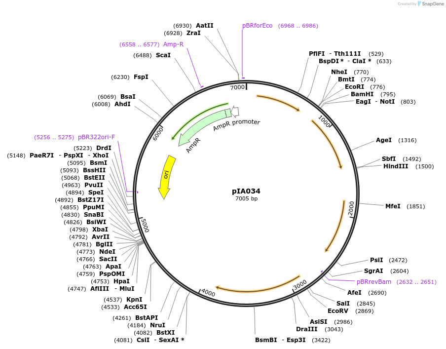 200421-plasmid-map-sequence-id-405458